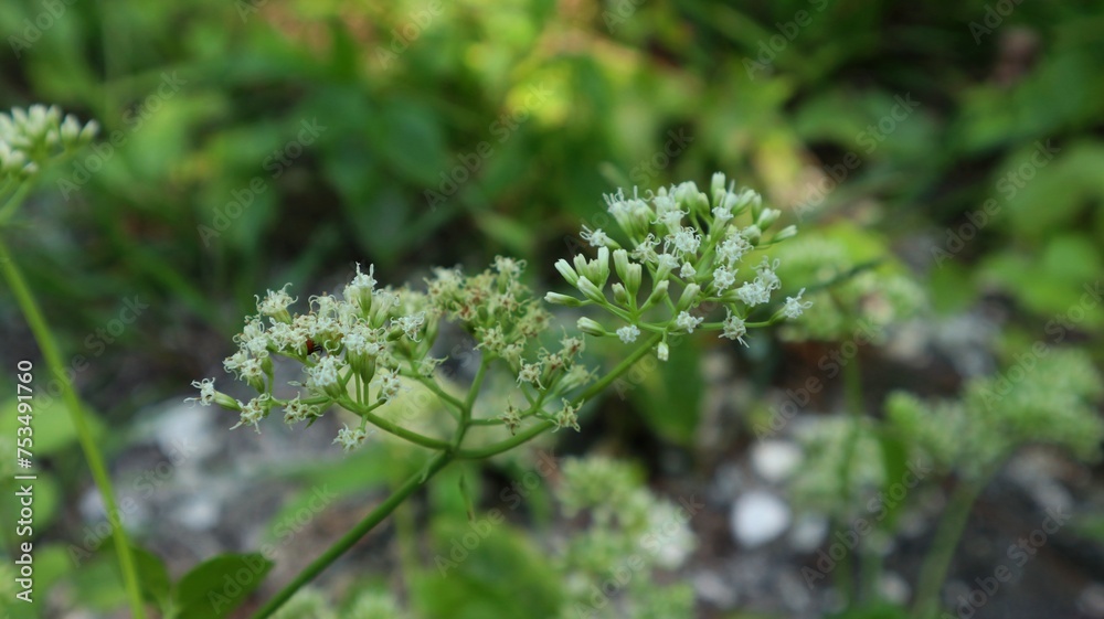 tropical plant that has beautiful white flowers tropical plant that has beautiful white flowers