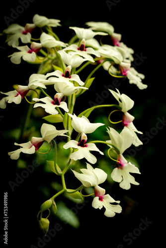 Hybrid of Calanthe vestita x williamsii photo