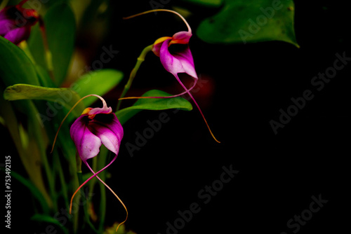 Masdevallia Angel Heart orchid flower photo