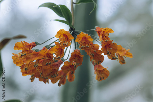 Endemic red flower of Andean region in Colombia and Ecuador. photo