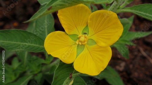 The beautiful yellow Ludwigia peruviana
