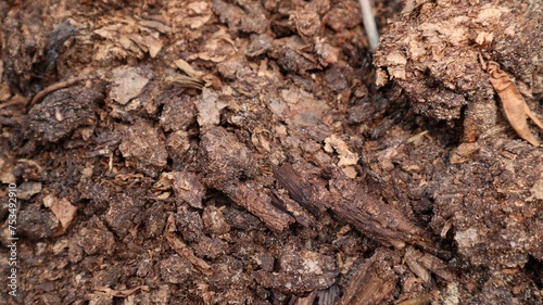 abstract background from humus soil
