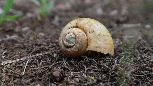 traces of snail or snail shells