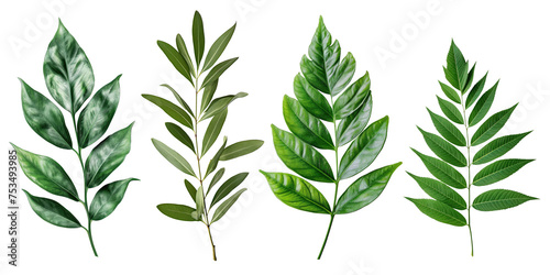 Natural of Tropical green leaves of leaf isolated on background  varies different of plant botanical.