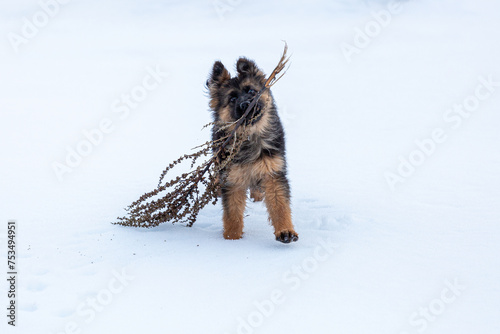 Long-haired German Shepherd puppy running on the snow with a dry branch in his mouth.