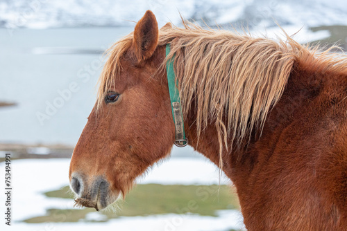 Horse. Close-up of the head of a reddish-brown haired horse.