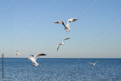 A group of seagulls flying over water  hunting for food
