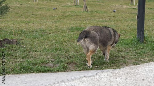 A limping street dog strolling on the green grass meadow in the park.
