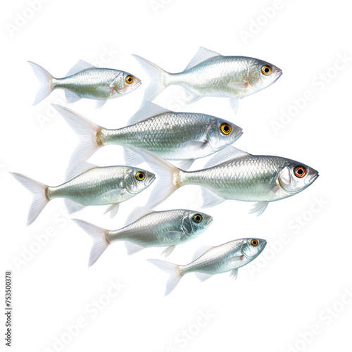 fresh fish on white background