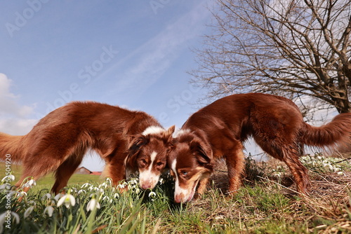 Two brown dogs sniffing the grass