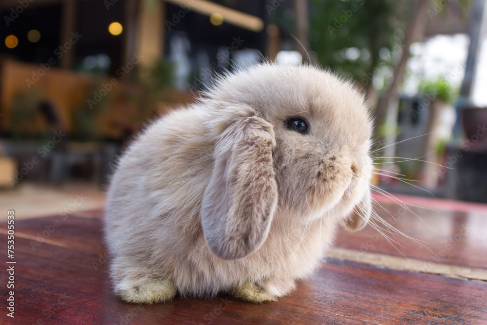 A little gray rabbit standing on wooden table at the cafe is background. A little gray rabbit standing on wooden table at the cafe is background.