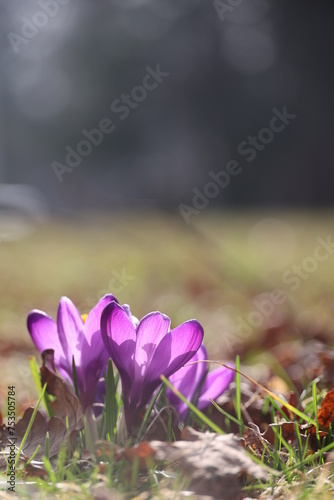 A purple flower is in the foreground of a field