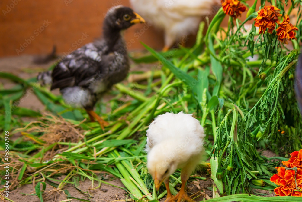 little chickens are walking on the grass.animals.chicken. little chickens are walking on the grass.animals.chicken.