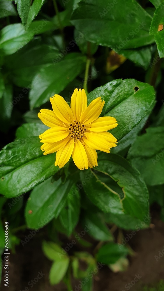 sphagneticola trilobata yellow flower in the garden sphagneticola trilobata yellow flower in the garden