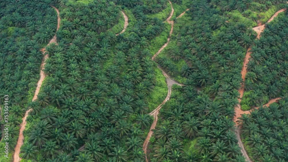 custom made wallpaper toronto digitalAerial Drone footage beautiful green lush palm oil plantation surronding rainforest jungle