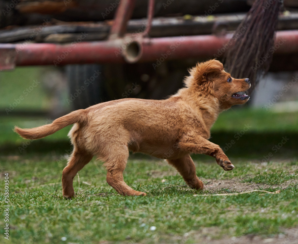 Naklejka premium Cute little brown dog playing in the grass