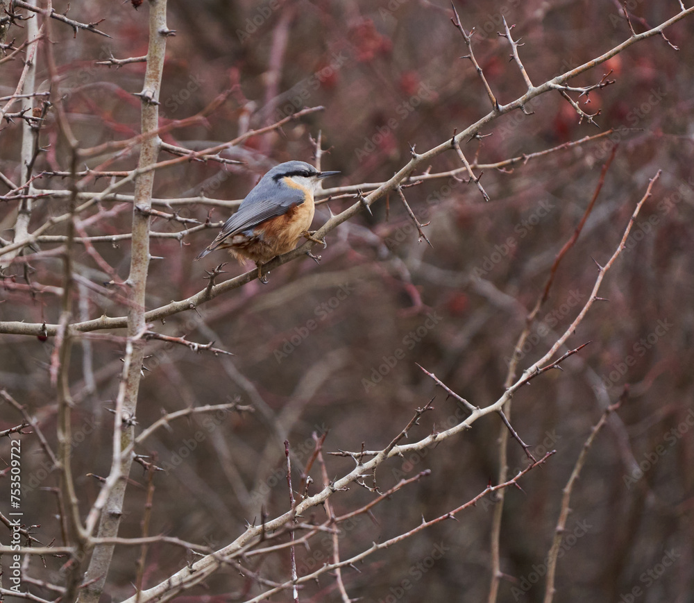 Juvenile nuthatch in a briar bush Juvenile nuthatch in a briar bush
