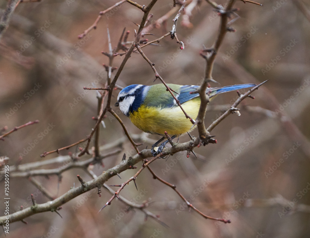 Fototapeta premium Blue tit in a briar bush