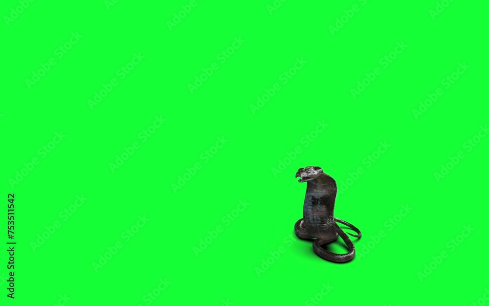 3d King Cobra the World's Longest Venomous Snake Isolated on Green Background, Pose Attack of King Cobra Snake, 3d Illustration, 3d Rendering. 3d King Cobra the World's Longest Venomous Snake Isolated on Green Background, Pose Attack of King Cobra Snake, 3d Illustration, 3d Rendering.
