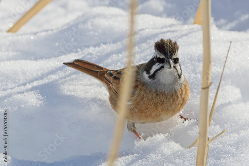 A male Meadow Bunting (Emberiza cioides) on the snow, Honshu, Japan. photo
