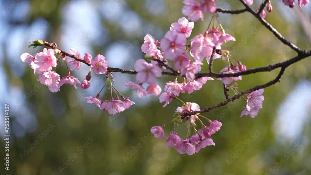 風に揺れる桜の花 風に揺れる桜の花
