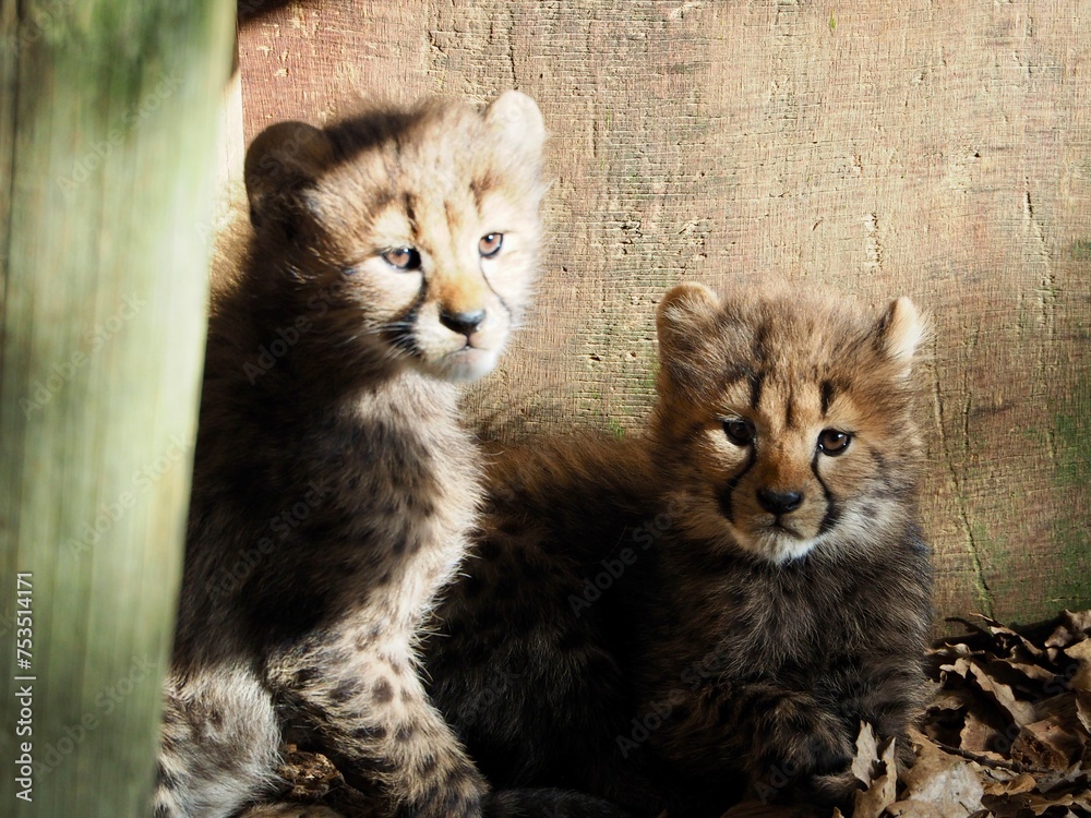 Obraz premium OLYMPUS DIGITAL CAMERA