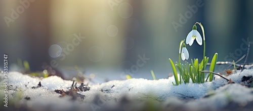 Captivating Frosty Winter W...