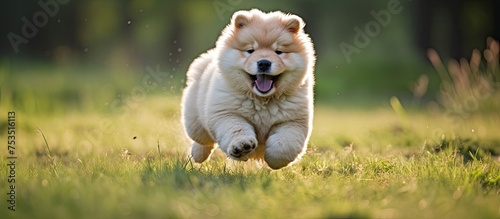 Energetic Pup Frolics Amid ...