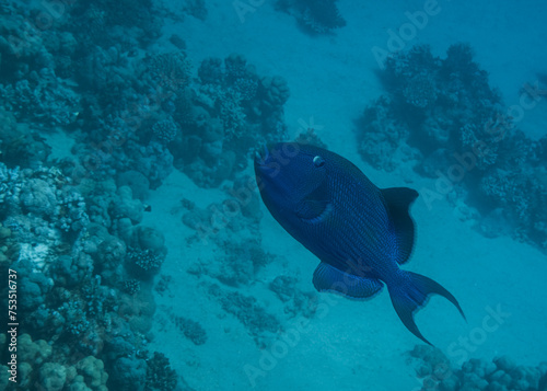 blue triggerfish swimming in the depth during freediving