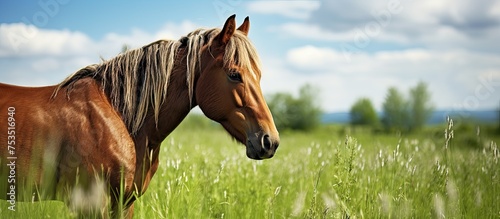Majestic Stallion Standing ...