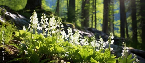Peaceful White Flowers Blooming Amongst Serene Woods in Spring Nature Scene