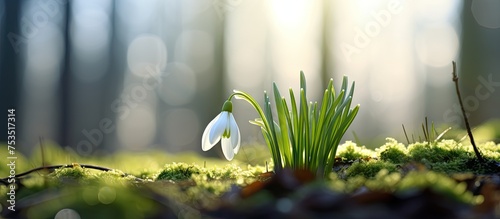 Delicate white flower resti...