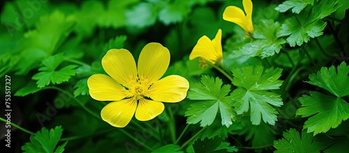 Vibrant Yellow Blossom Surr...