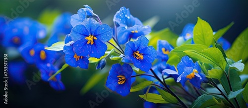 Vibrant Blue Flowers Abunda...
