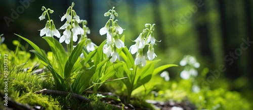 Enchanting Cluster of Pale ...