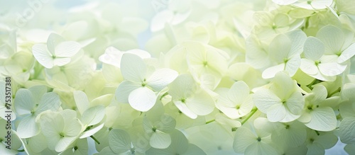 Elegant White Flowers Bloss...