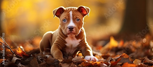 Adorable Canine Relaxing in...