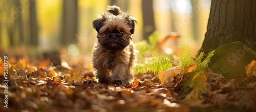 Curious Pooch Wander Among ...