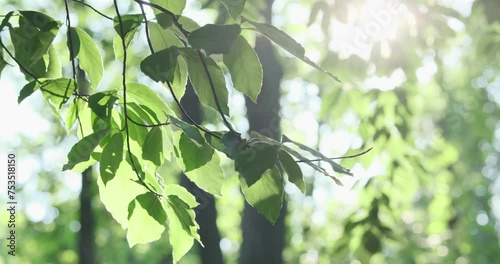 Tender green leaves in morning fresh forest in rising sun rays. Sunlight beams shine through gentle breeze sway nature foliage. Vibrant tree leaves illuminate in sunshine. Natural delicate 4k footage photo