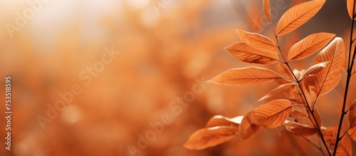 Vibrant Orange Foliage Clos...