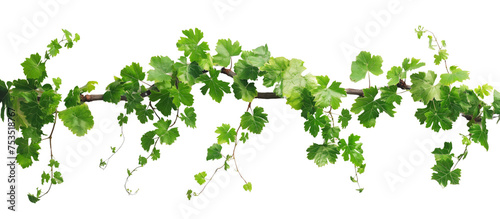 grapevine, vine photo for decoration, green grass isolated on white background