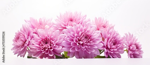 Elegant Pink Chrys Flowers ...