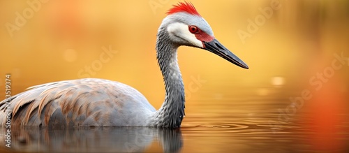 Vibrant Waterfowl: Colorful...