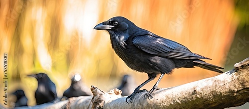 Majestic Avian Grace: Black...