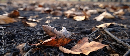 Autumnal Solitude: A Vibrant Leaf Rests Peacefully on the Tranquil Forest Floor