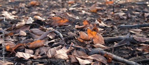 Vibrant Autumn Vibes: Colorful Pile of Leaves on the Ground in a Forest Setting