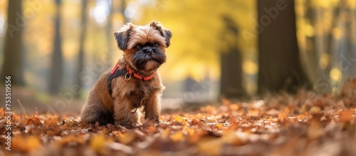 Adorable Puppy Enjoying a C...