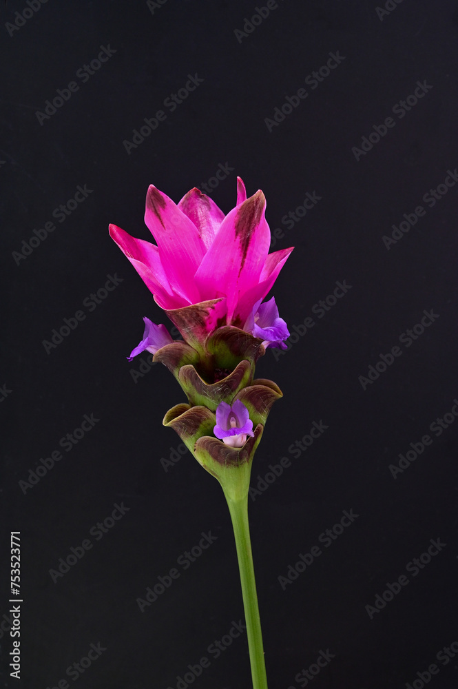 Closed up Siam Tulips on isolated black background Closed up Siam Tulips on isolated black background