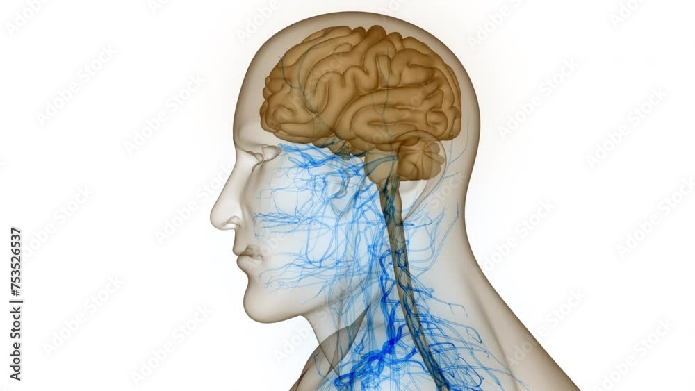 Central Organ of Human Nervous System Brain Anatomy Animation Concept