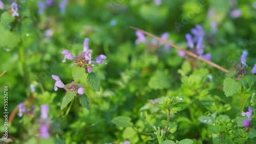 Pink Lamium Purpureum Spring Flowering Plant. Flowered Lamium Purpureum. Herbaceous Flowering Plant Of Lamiaceae Family. photo